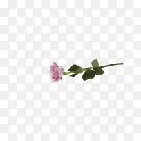 �����л�õ�忪��ֲ��-õ��ϵ-������