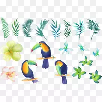 鹦鹉喙水彩画剪贴画小新鲜手绘水彩画鹦鹉鸟-空若网 鹦鹉喙水彩画剪贴画小新鲜手绘水彩画鹦鹉鸟-空若网