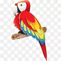 Adobe插画师教程图形设计.手用彩色鹦鹉-空若网 Adobe插画师教程图形设计.手用彩色鹦鹉-空若网