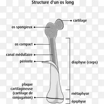 手指长骨解剖骨癌-癌细胞细节-空若网 手指长骨解剖骨癌-癌细胞细节-空若网