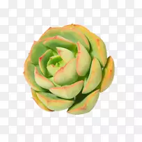 鲜鲜肉植物-空若网 鲜鲜肉植物-空若网