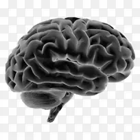 人脑-人体神经系统解剖-脑-空若网 人脑-人体神经系统解剖-脑-空若网