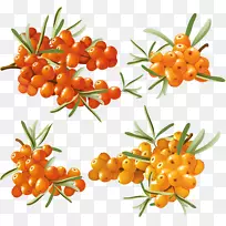 水果海鸟剪贴画-沙棘PNG-空若网 水果海鸟剪贴画-沙棘PNG-空若网