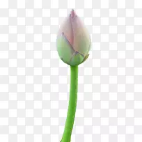 ����ѿֲ�ﾥ��ɫ����ֲ��-����-������