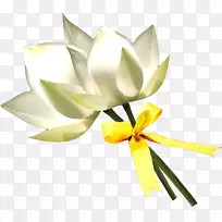 百合花白莲-空若网 百合花白莲-空若网