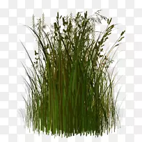 ¼ôÌù»pngͼƬ²Ý±¾Ö²ÎïÊ÷ͼÏñÊ÷-¿ÕÈôÍø ¼ôÌù»pngͼƬ²Ý±¾Ö²ÎïÊ÷ͼÏñÊ÷-¿ÕÈôÍø