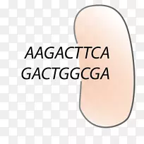 产品设计品牌手指字体-打开重复-空若网 产品设计品牌手指字体-打开重复-空若网