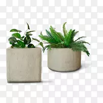 花盆室内植物智利作物细胞质-开花盆景仙人掌-空若网 花盆室内植物智利作物细胞质-开花盆景仙人掌-空若网