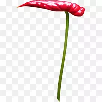 郁金香花瓣开花植物叶植物茎郁金香-空若网 郁金香花瓣开花植物叶植物茎郁金香-空若网