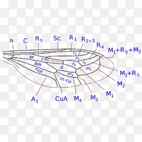 昆虫蜂蝇-空若网 昆虫蜂蝇-空若网