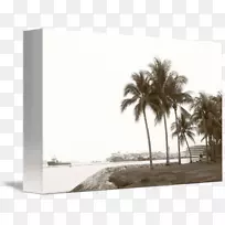 棕榈树地产天空拍-类射击-空若网 棕榈树地产天空拍-类射击-空若网