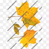 枫叶对称线-空若网 枫叶对称线-空若网