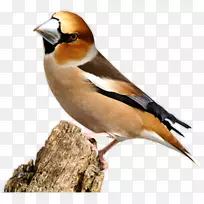 雀鸟喙鸟鼻鸟-空若网 雀鸟喙鸟鼻鸟-空若网