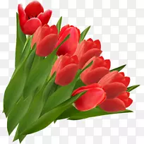 剪贴画开放部分郁金香红花-郁金香-空若网 剪贴画开放部分郁金香红花-郁金香-空若网