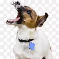 摄影摄影师CheezburgInc.-懒惰的狗-空若网 摄影摄影师CheezburgInc.-懒惰的狗-空若网