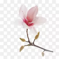 »¨ÉãӰͼƬÐǹâÓñÀ¼¿ª»¨Ö²Îï-»¨-¿ÕÈôÍø »¨ÉãӰͼƬÐǹâÓñÀ¼¿ª»¨Ö²Îï-»¨-¿ÕÈôÍø