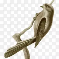 鸟类象形科剪贴画.光环照片-空若网 鸟类象形科剪贴画.光环照片-空若网