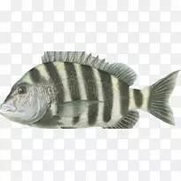 罗非鱼捕捞鲈鱼澳大利亚灰狗赛活诱饵丑闻-海水鱼-空若网 罗非鱼捕捞鲈鱼澳大利亚灰狗赛活诱饵丑闻-海水鱼-空若网