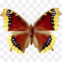 png图片gif剪贴画图像文件格式.蝴蝶红-空若网 png图片gif剪贴画图像文件格式.蝴蝶红-空若网