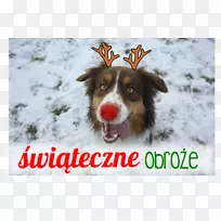 犬种澳大利亚牧羊犬项圈约克郡犬-小狗-空若网 犬种澳大利亚牧羊犬项圈约克郡犬-小狗-空若网