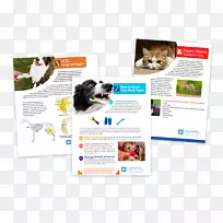 兽医数字标志图形宣传册广告设计-空若网 兽医数字标志图形宣传册广告设计-空若网