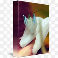 昆虫兰花螳螂-螳螂-空若网 昆虫兰花螳螂-螳螂-空若网