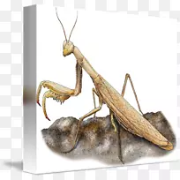 ��뺦��-������