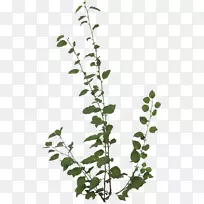 长春藤西药橡树毒常春藤植物贴花质地PNG-空若网 长春藤西药橡树毒常春藤植物贴花质地PNG-空若网