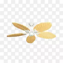 昆虫蝴蝶2M扇掌-空若网 昆虫蝴蝶2M扇掌-空若网