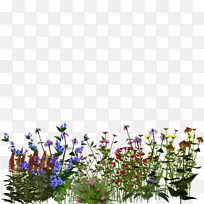 花卉设计植物切花-空若网 花卉设计植物切花-空若网