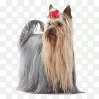 约克郡小猎犬,澳大利亚丝状猎犬,凯恩猎犬,猫粮伴犬-鳄鱼-空若网 约克郡小猎犬,澳大利亚丝状猎犬,凯恩猎犬,猫粮伴犬-鳄鱼-空若网