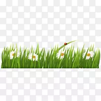 ��ݲݵ���Ʒ���Ա�ֽ-����͸���İ׻�-������