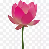 神圣的荷花剪贴画埃及莲花透明png图片.创意花-空若网 神圣的荷花剪贴画埃及莲花透明png图片.创意花-空若网