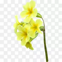 飞蛾兰切花玫瑰黄花-空若网 飞蛾兰切花玫瑰黄花-空若网