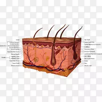 产品设计肌肉生物字体设计-空若网 产品设计肌肉生物字体设计-空若网