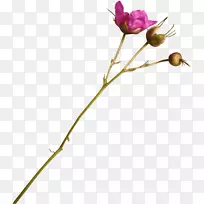 Naver����ͼƬ����ͼ��-����ӣ��-������