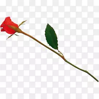 花园玫瑰粉红色植物-花-空若网 花园玫瑰粉红色植物-花-空若网