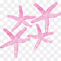 海星剪贴画免费图片内容-海星-空若网 海星剪贴画免费图片内容-海星-空若网