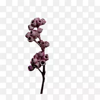 开花植物.桉树-空若网 开花植物.桉树-空若网