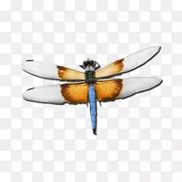 雇员协助计划昆虫蜻蜓心理治疗师-昆虫-空若网 雇员协助计划昆虫蜻蜓心理治疗师-昆虫-空若网