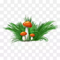 草菇科-空若网 草菇科-空若网