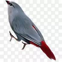 鸟类剪贴画-鸟PNG-空若网 鸟类剪贴画-鸟PNG-空若网