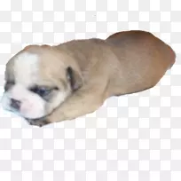 河谷斗牛犬老式英国斗牛犬玩具斗牛犬澳大利亚老斗牛犬澳大利亚斗牛犬-小狗-空若网 河谷斗牛犬老式英国斗牛犬玩具斗牛犬澳大利亚老斗牛犬澳大利亚斗牛犬-小狗-空若网