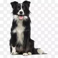 狗床垫西利公司兽医宠物狗-空若网 狗床垫西利公司兽医宠物狗-空若网