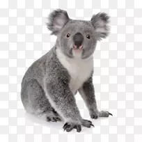 考拉学会画动物园动物:一步地指导超过25只动物园的动物有亚马逊网站-考拉-空若网 考拉学会画动物园动物:一步地指导超过25只动物园的动物有亚马逊网站-考拉-空若网