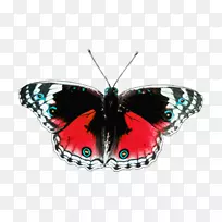 蝴蝶和昆虫剪贴画png图片开放部分-昆虫-空若网 蝴蝶和昆虫剪贴画png图片开放部分-昆虫-空若网