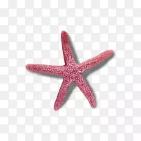 海星棘皮动物生物反射对称性-海星-空若网 海星棘皮动物生物反射对称性-海星-空若网