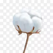 棉花png图片图形adobe Photoshop图像.棉花花-空若网 棉花png图片图形adobe Photoshop图像.棉花花-空若网