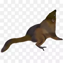 猫动物陆生动物尾巴野生动物-猫-空若网 猫动物陆生动物尾巴野生动物-猫-空若网