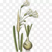 草花盆植物茎-创意水仙花-空若网 草花盆植物茎-创意水仙花-空若网